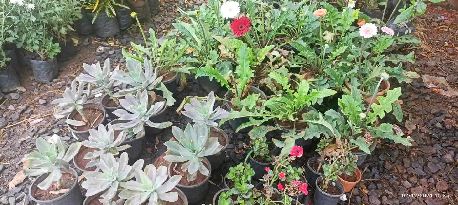 Balaji Nursery in Chikalthana,Aurangabadmaharashtra Best Anjoplus