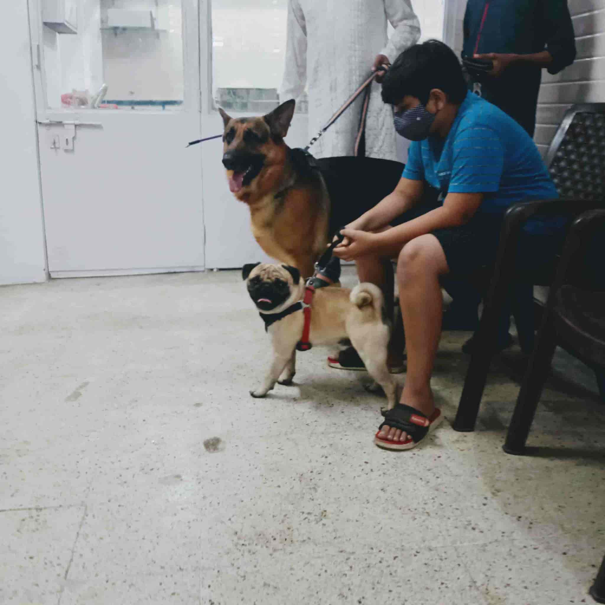 Top Pet Clinics in Ayodhya Best Veterinary Clinic near me Justdial