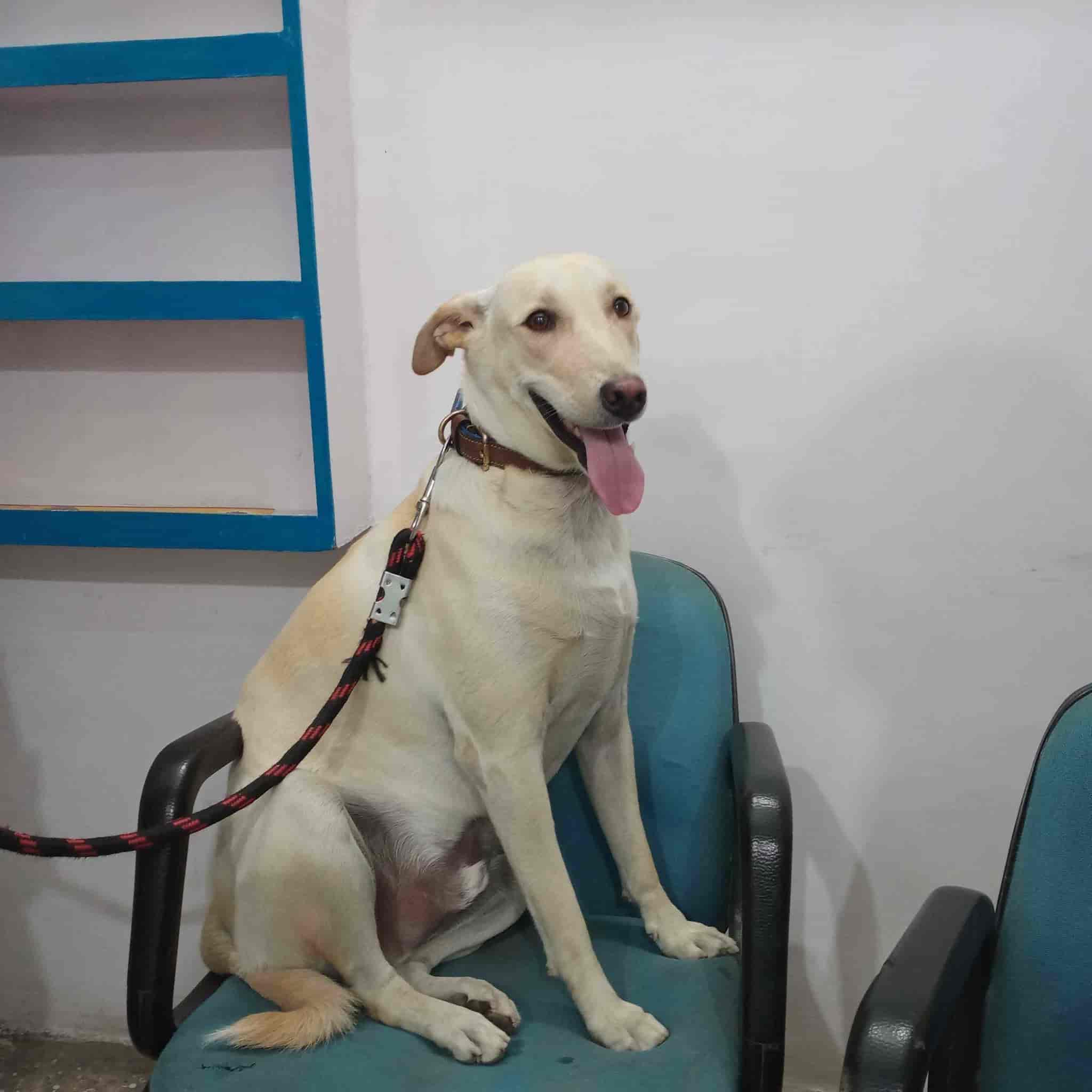 Top Pet Clinics in Ayodhya Best Veterinary Clinic near me Justdial