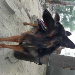 Top Pet Shops For Boxer Dog in Azamgarh Justdial