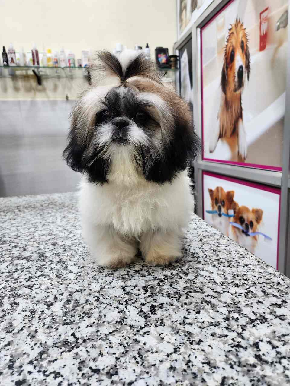 Top Pet Shops in Sonepat Best Pet Store near me Justdial