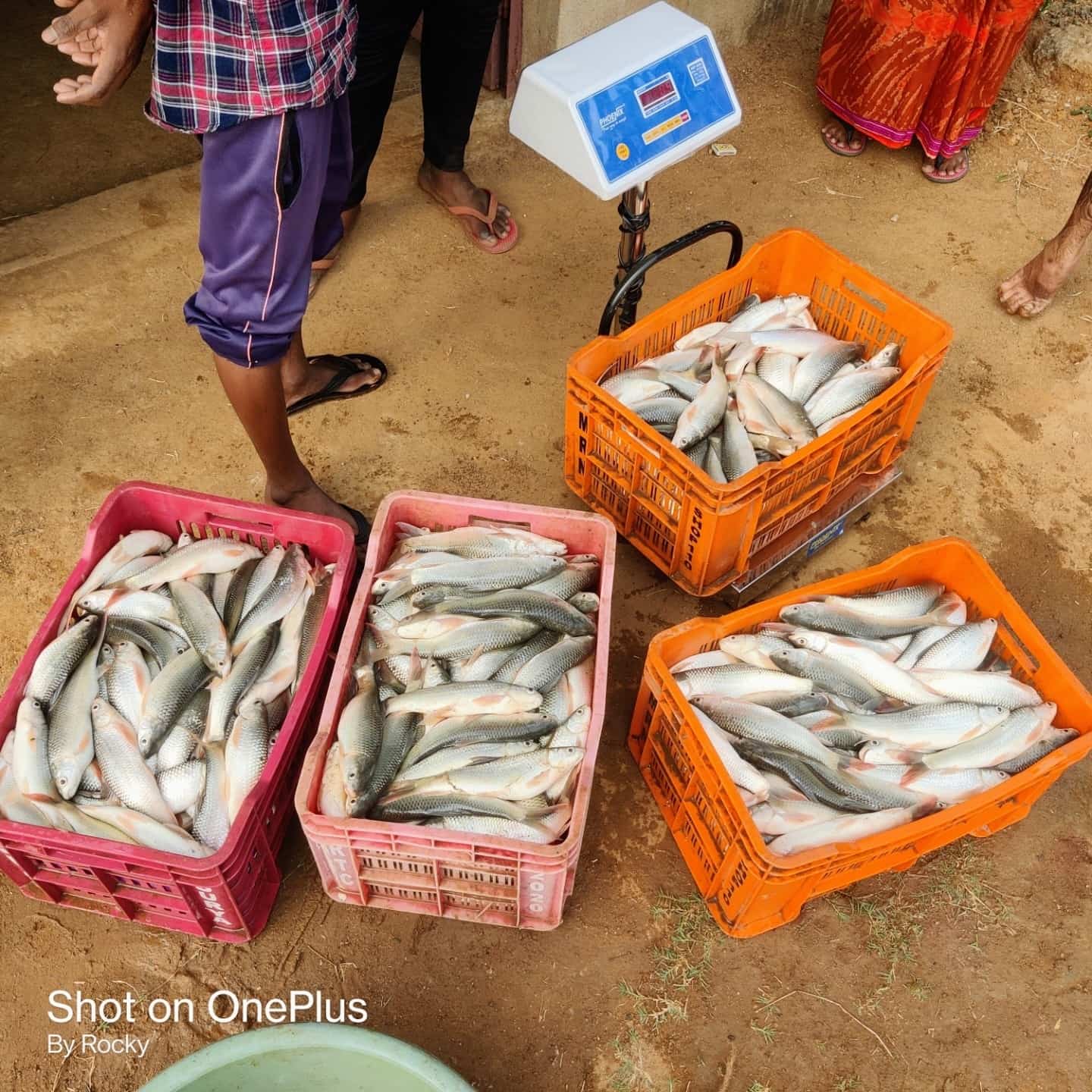 Fish Express in Titilagarh,Balangir Best Fish Retailers in Balangir