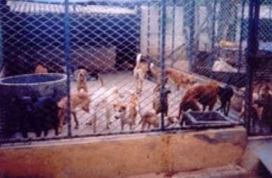 Karuna Animal Shelter in Hebbal,Bangalore - Best Welfare Organisations in Bangalore - Justdial Karuna Animal Shelter in Hebbal,Bangalore - Best Welfare Organisations in Bangalore - Justdial