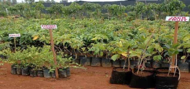 Top 20 Banana Tissue Culture Plant Dealers In Bangalore Justdial Top 20 Banana Tissue Culture Plant