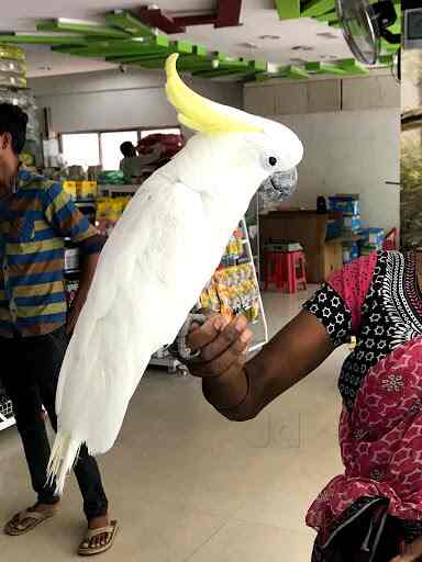 Pet Planet Photos Shivaji Nagar Davangere Pictures Images Gallery Justdial
