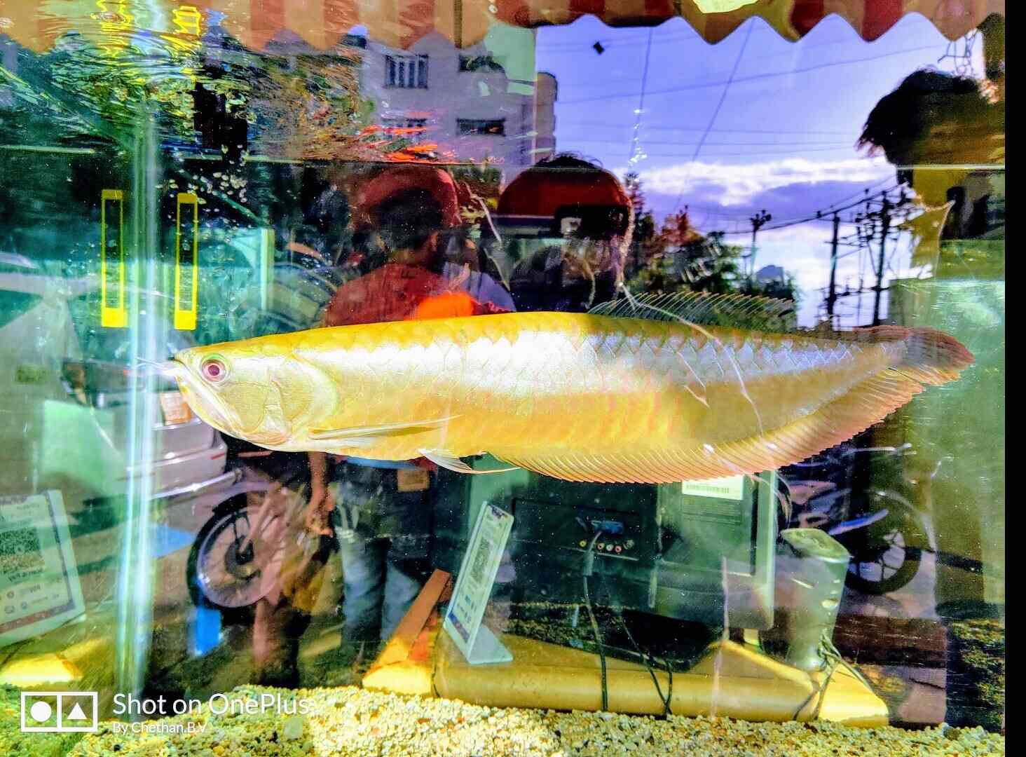 A1 Matsya Aquatics in Krishna Rao Road,Bangalore Best Aquarium