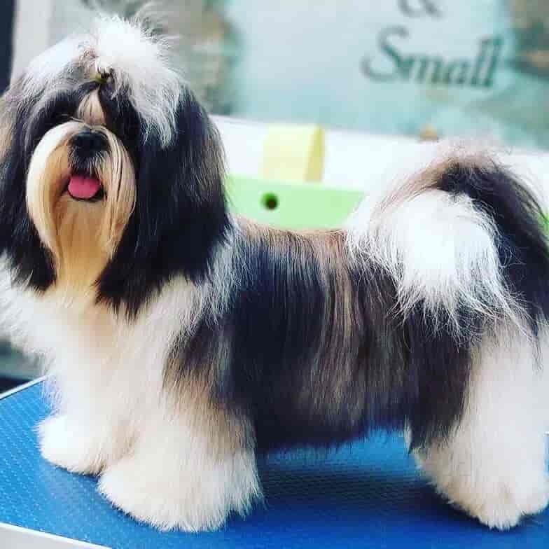 Top 20 Pet Shops In Shanthinagar Bangalore Best Pet Store Suppliers Justdial