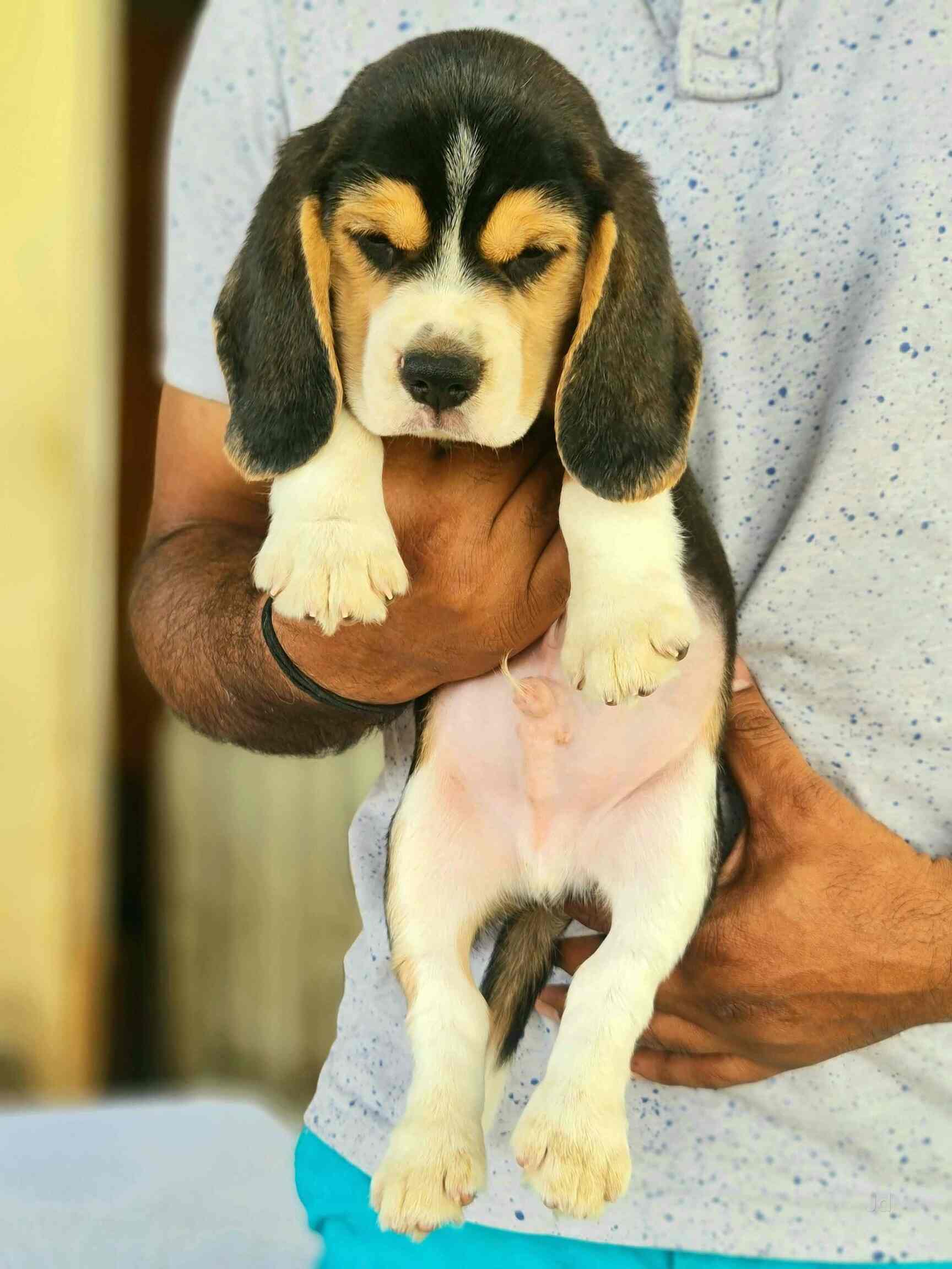 Top Pet Shops For Dog in Anjanapura,Bangalore Best Pet Supplies Store