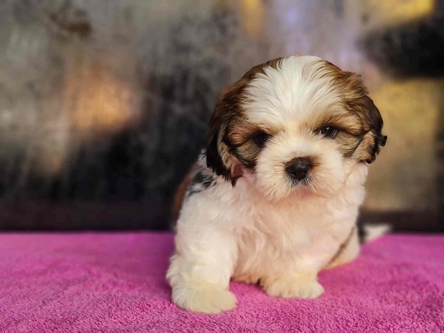 Top Pet Shops For Dog in Anjanapura,Bangalore Best Pet Supplies Store