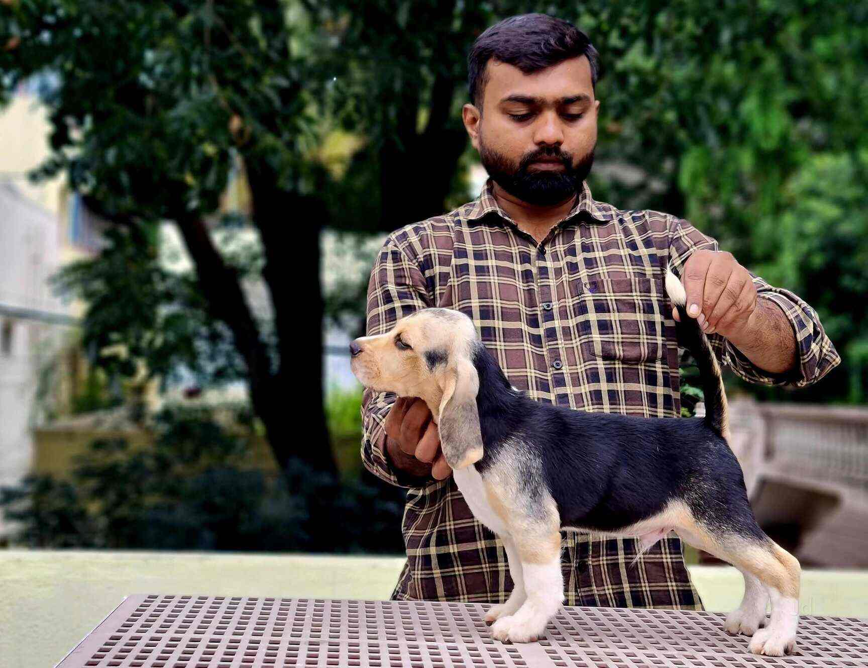 Top Pet Shops For Dog in Anjanapura,Bangalore Best Pet Supplies Store