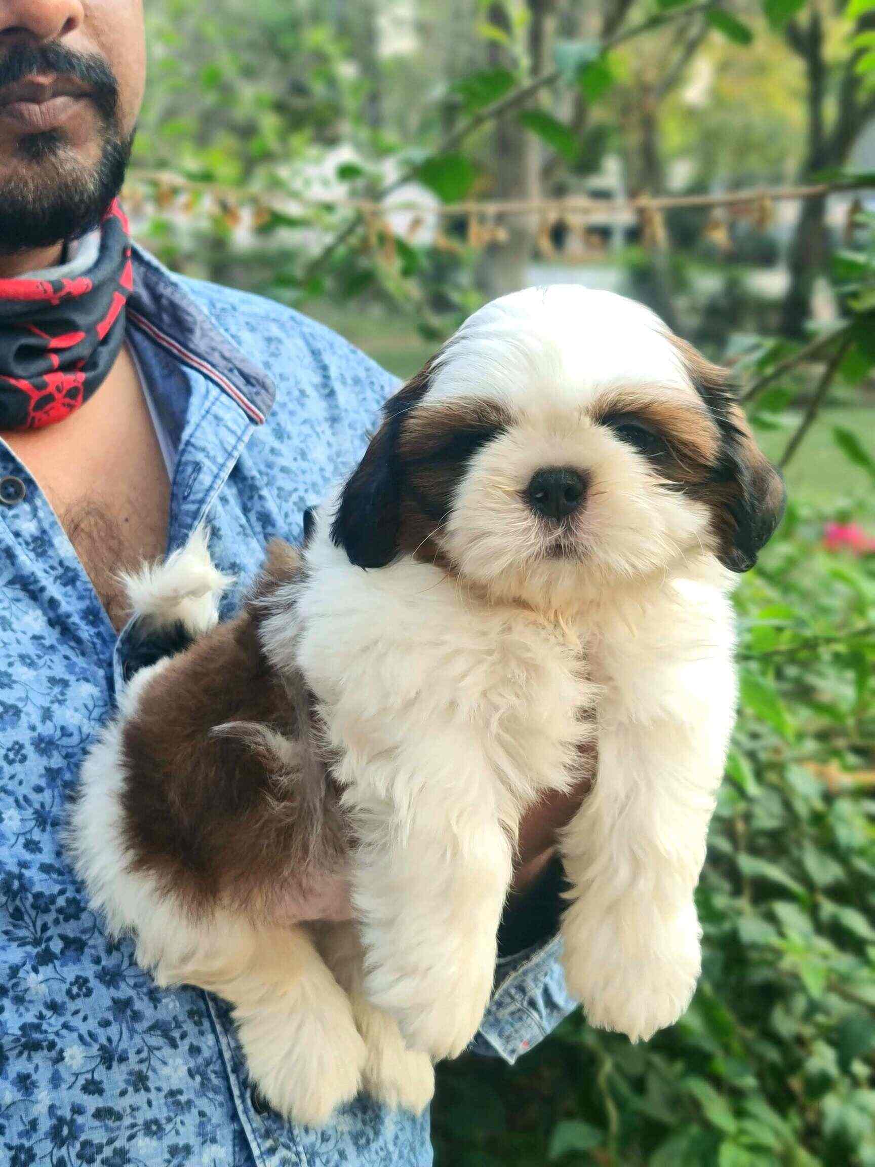 Top Pet Shops For Dog in Anjanapura,Bangalore Best Pet Supplies Store