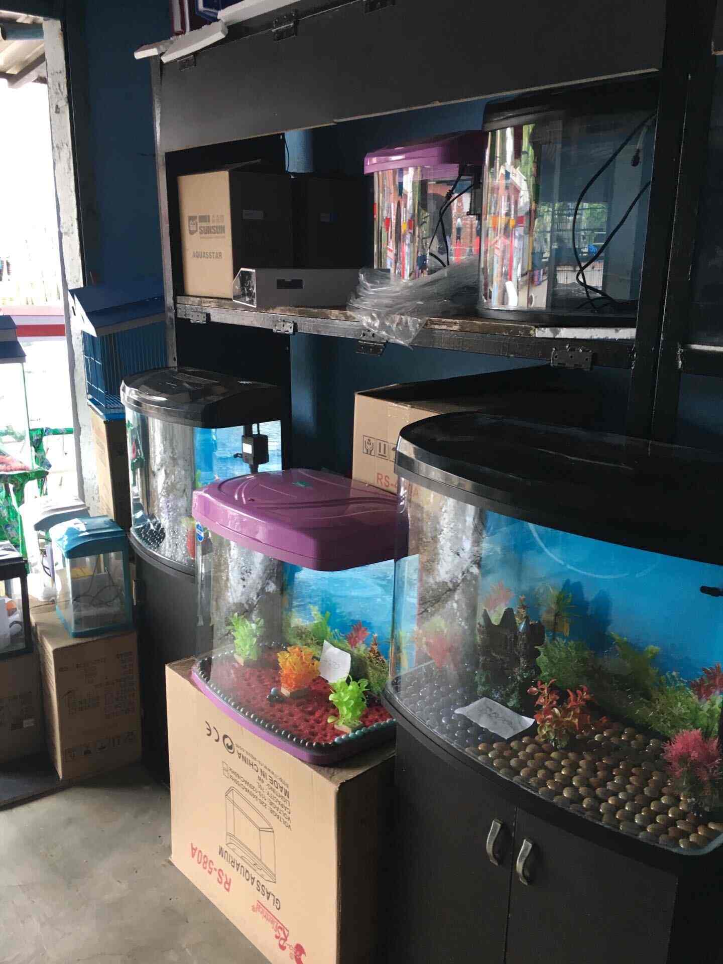 New Masya Loka Giddenahalli Attibele Aquariums In Bangalore Justdial