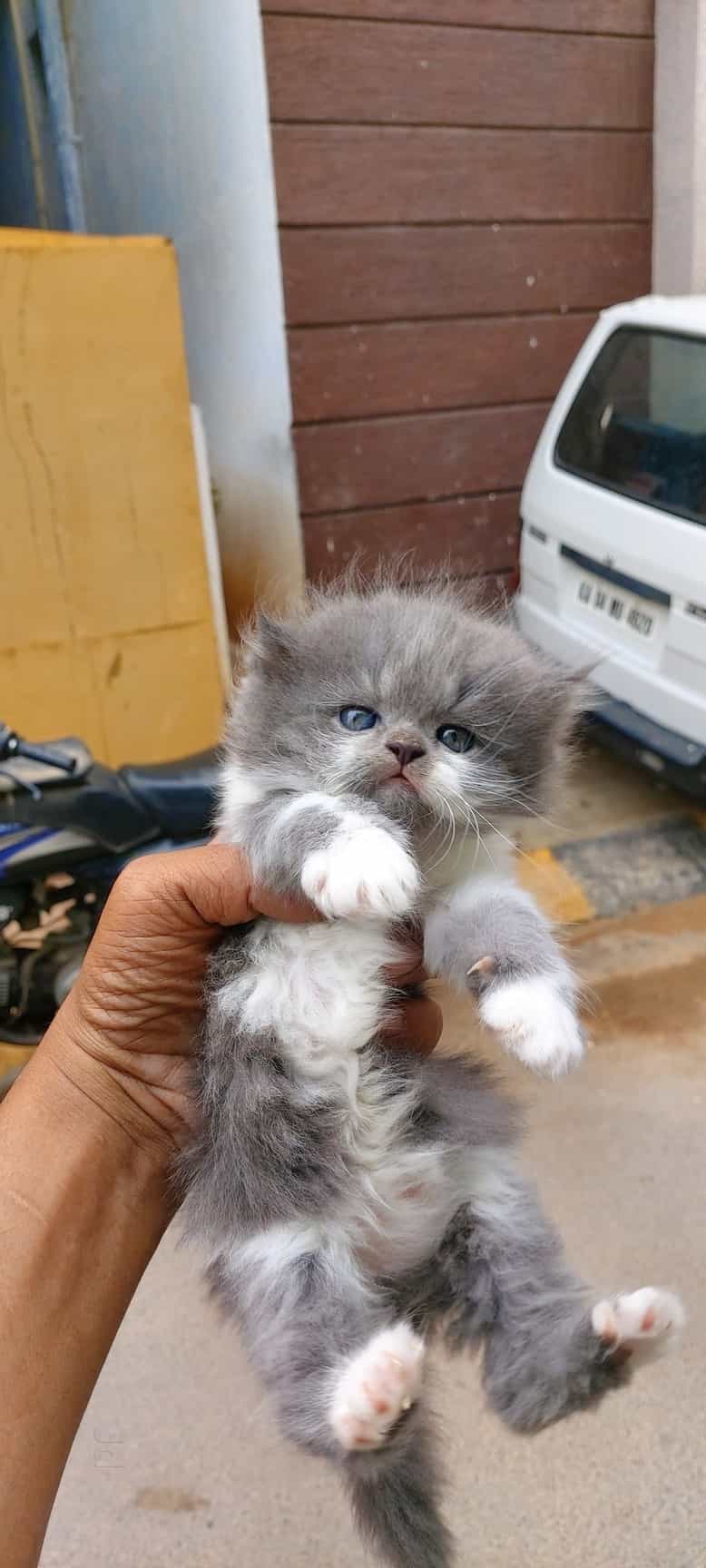 Hiba pet shop world