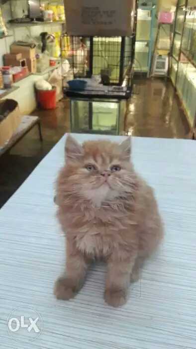 Hiba pet world hot sale