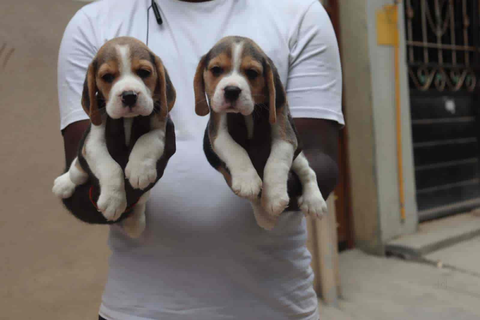 Top Pet Shops For Dog in Jayanagar Bangalore Best Pet Supplies