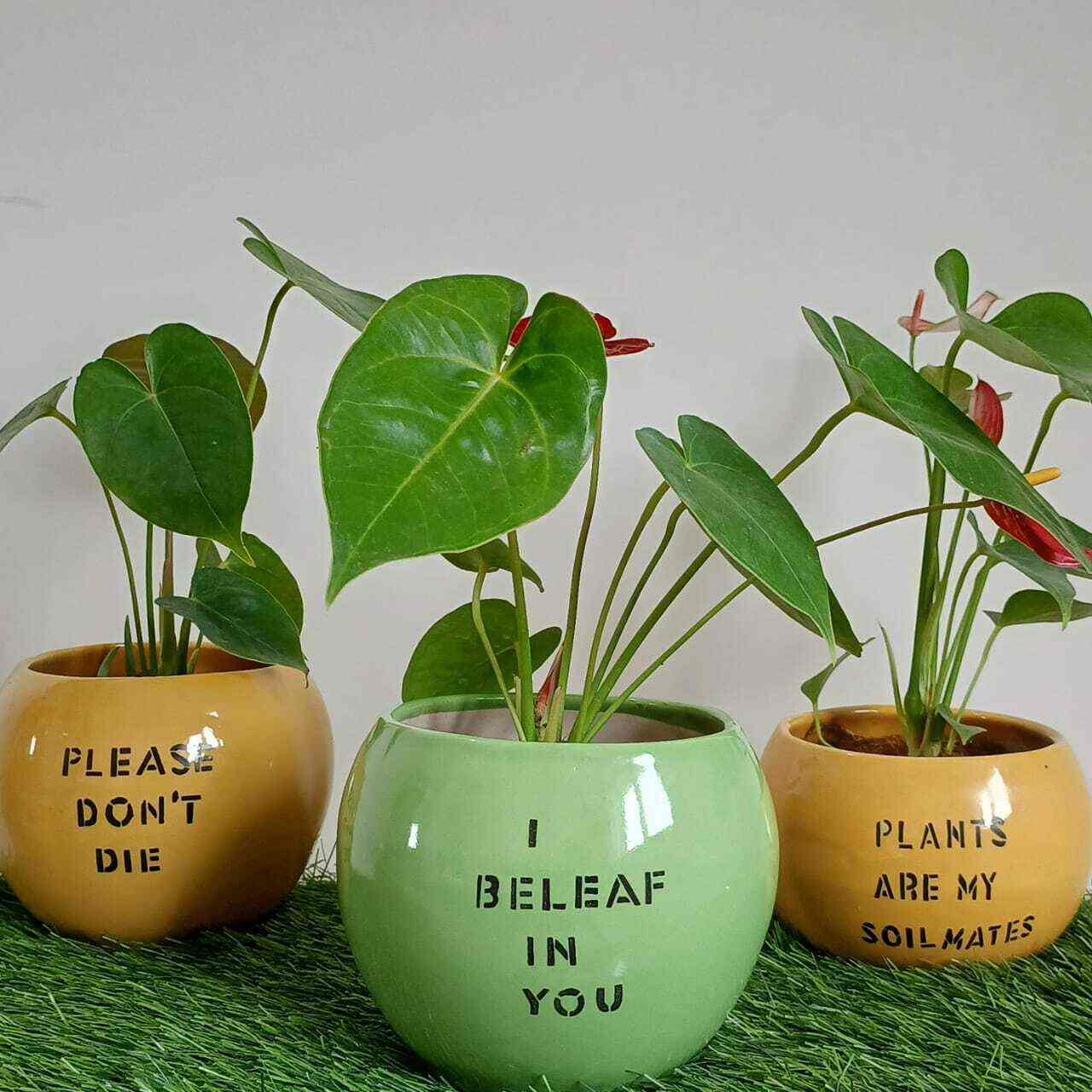 Catalogue Kiara Home And Garden in Yelahanka , Bangalore Justdial