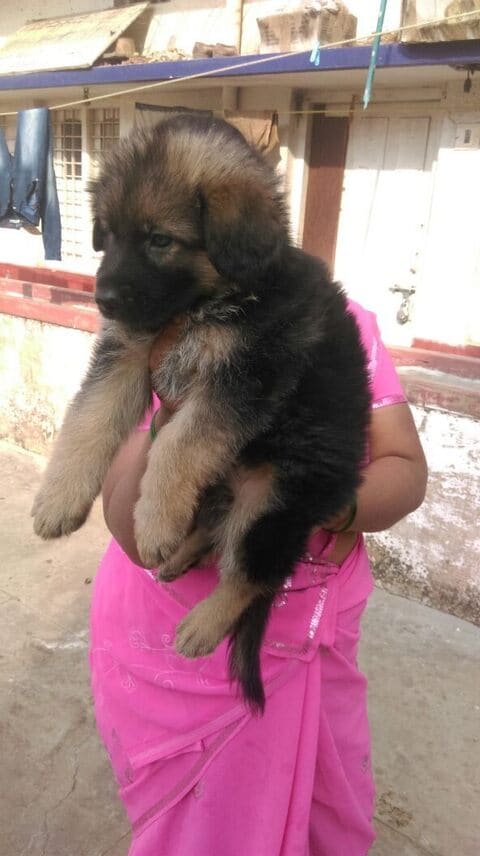Puppy hot sale world koramangala