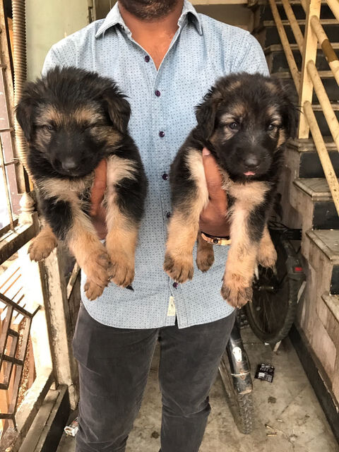 Puppy world koramangala top