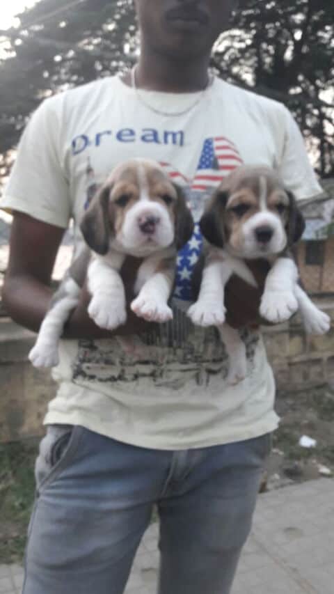 Mall with puppies near me hotsell