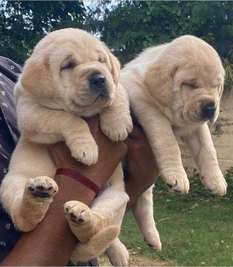 Puppy world koramangala best sale