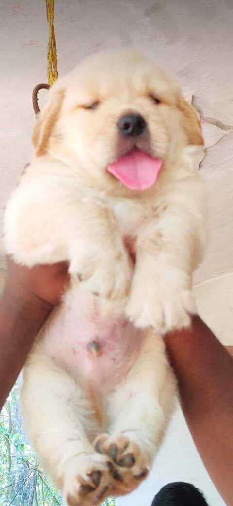 Puppy hot sale world koramangala