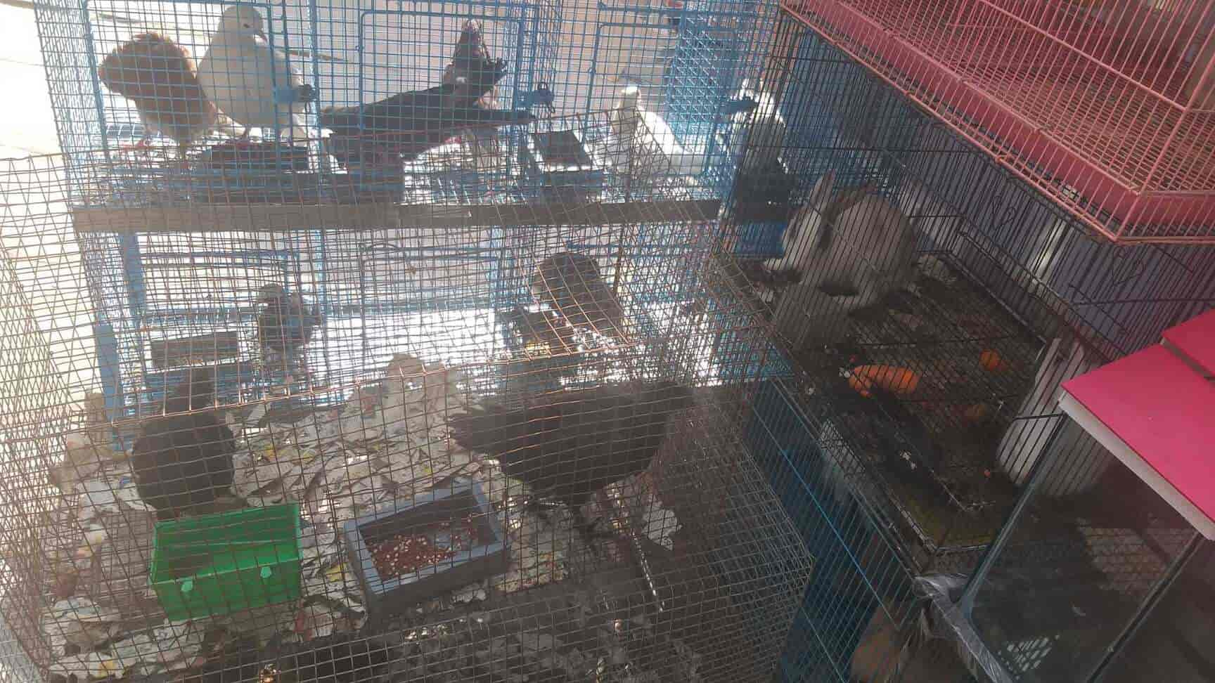 pet market shivaji nagar