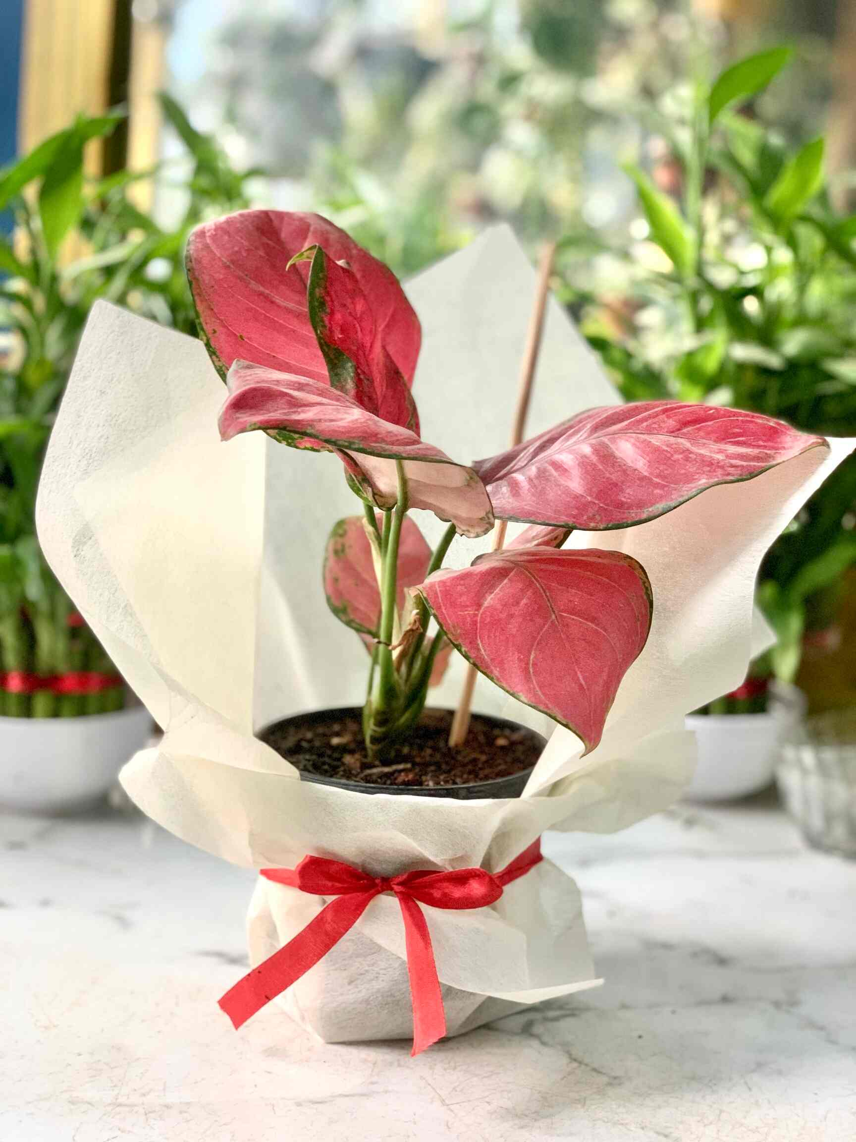 Thebaghstore Rare Indoor Plant Nursery in BTM Layout 2nd Stage