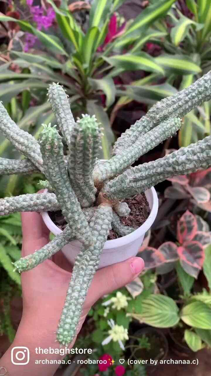 Thebaghstore Rare Indoor Plant Nursery in BTM Layout 2nd Stage