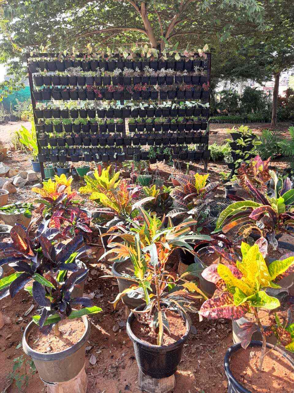 Top Fruit Plant Nurseries in Koramangala Best Custard Apple Plant