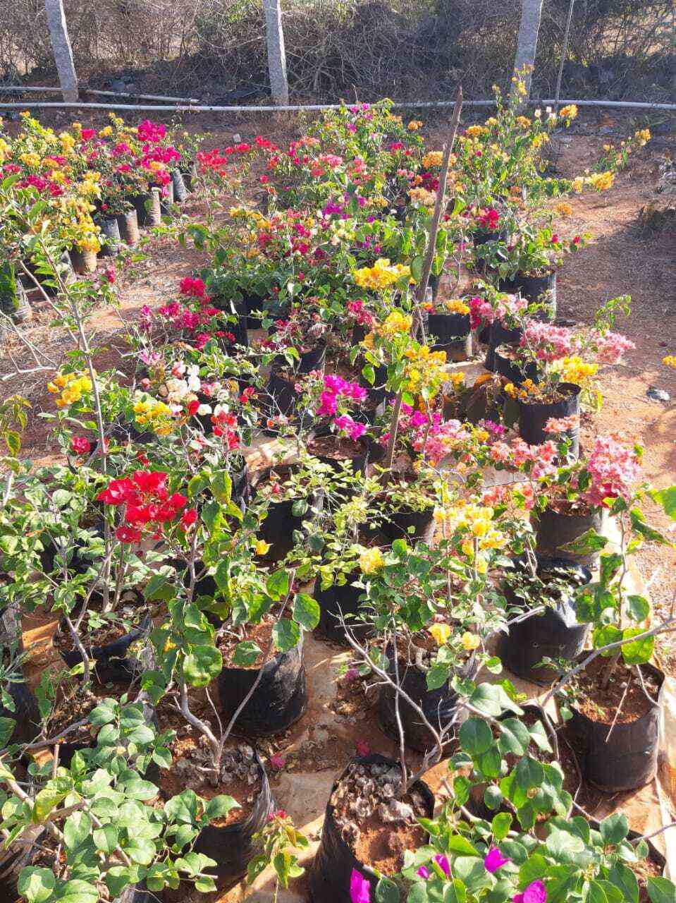 Top Fruit Plant Nurseries in Koramangala Best Custard Apple Plant