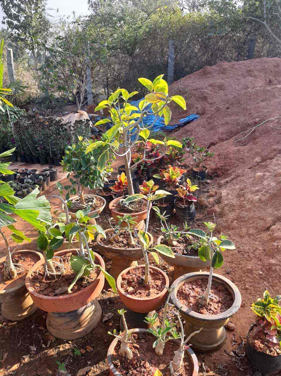 Top Fruit Plant Nurseries in Koramangala Best Custard Apple Plant