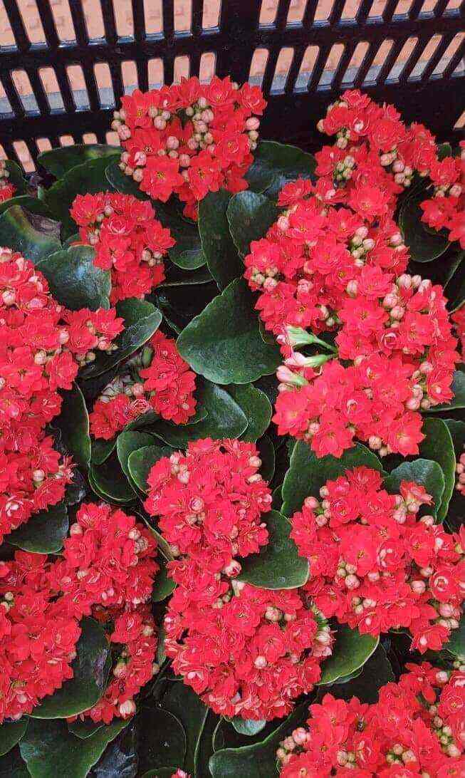 Top Fruit Plant Nurseries in Koramangala Best Custard Apple Plant