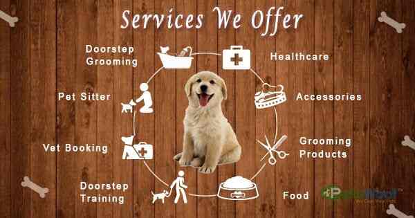 Pet care outlet online shopping