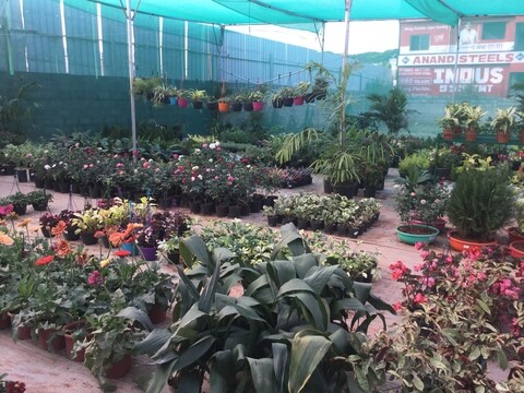 Top 30 Plant Nurseries In Yelahanka Best Nursery Plant Suppliers Bangalore Justdial