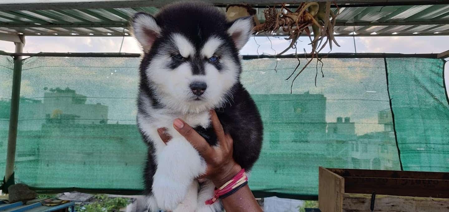 Astro Kennel in Jayanagar,Bangalore Best Kennel Service in Bangalore Justdial