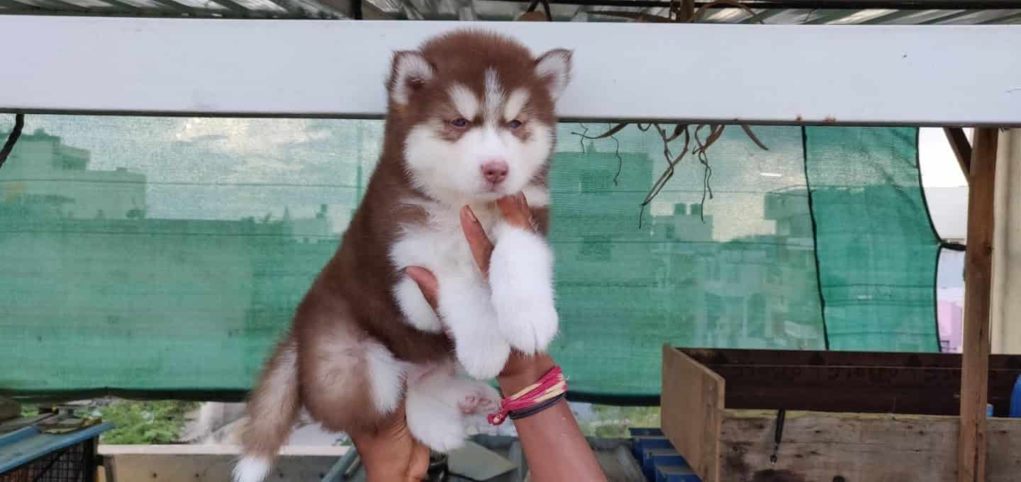 Astro Kennel in Jayanagar,Bangalore Best Kennel Service in Bangalore Justdial