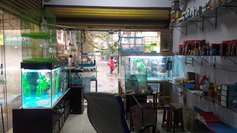 Pets 4 You in Electronic City Phase 1 Bangalore Best Aquarium