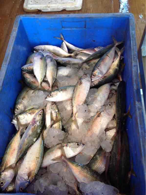 Top Dry Fish Retailers in Yelahanka, Bangalore near me Justdial