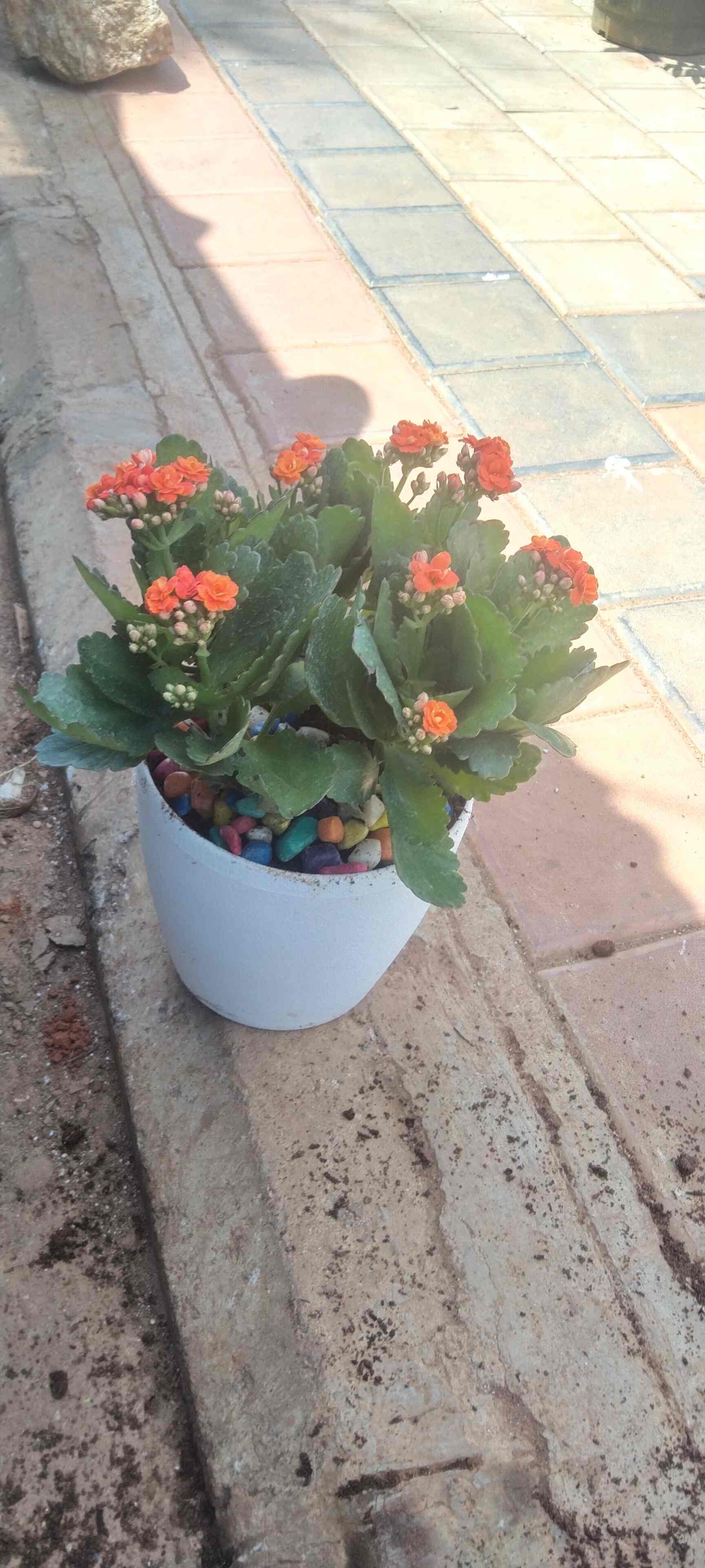 Catalogue Divya Nursery Farm Plant in Koramangala , Bangalore Justdial