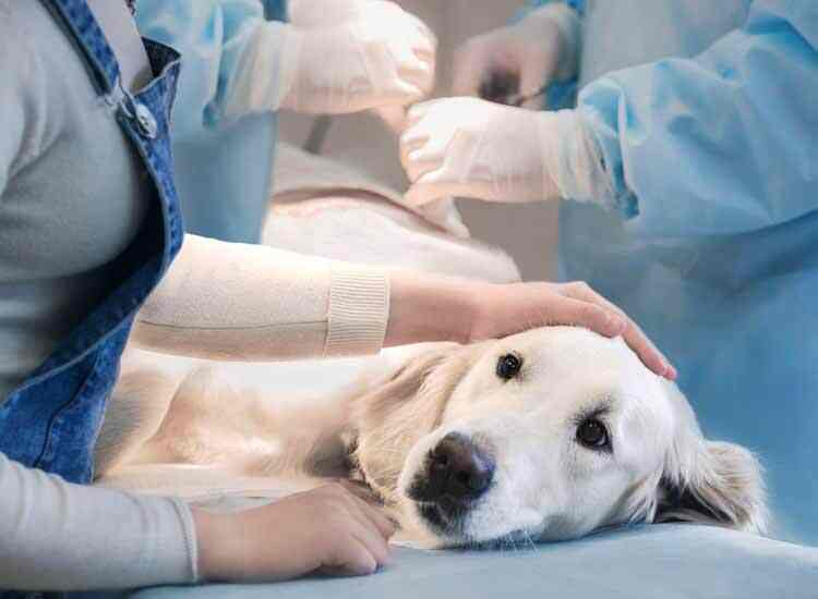 Dr. Lakshmi Narayan (Government Veterinary Hospital) in Queens Road - Best Veterinary Doctors in Bangalore - Justdial Dr. Lakshmi Narayan (Government Veterinary Hospital) in Queens Road - Best Veterinary Doctors in Bangalore - Justdial