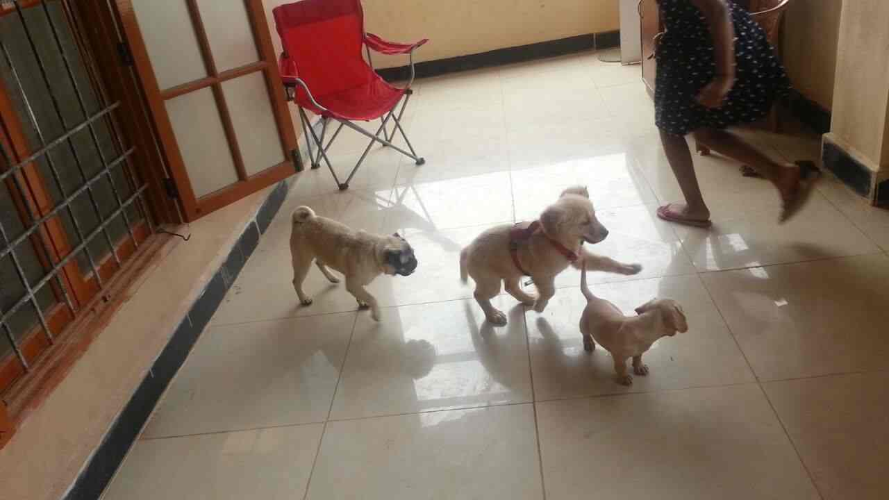 Petboro Pet Resort And Kennel in Whitefield Main Road,Bangalore Best Kennel Service in