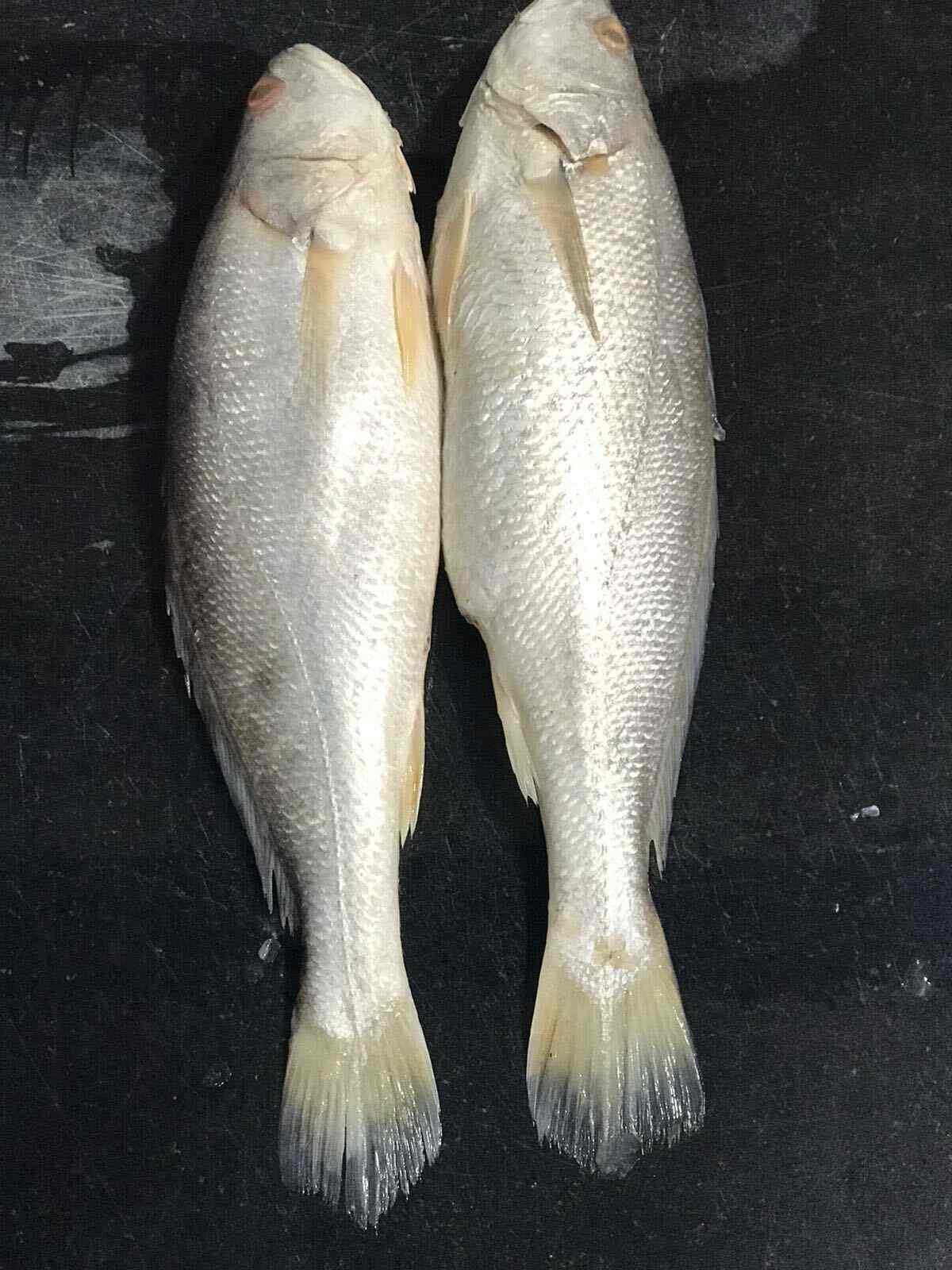 Top Dry Fish Retailers in Yelahanka, Bangalore near me Justdial