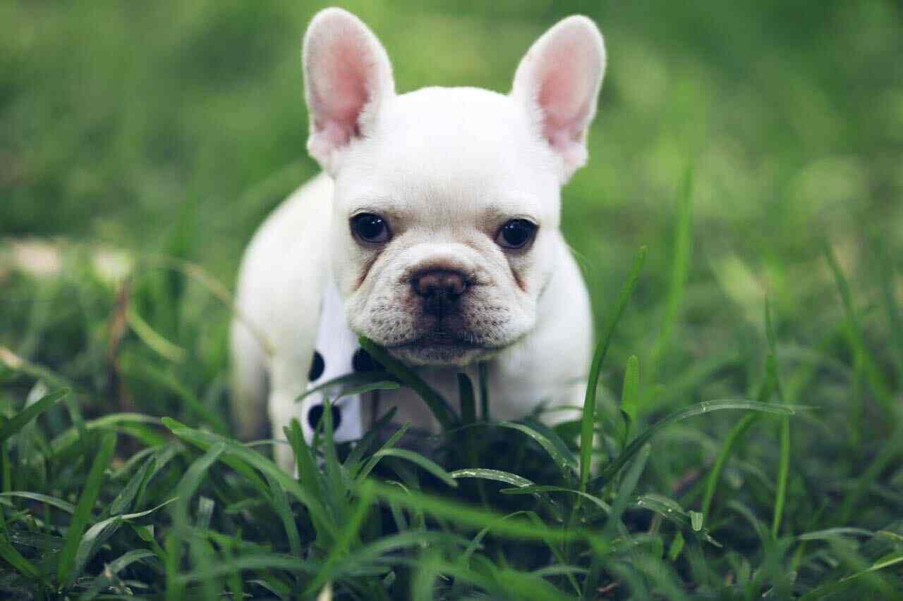 Puppy world koramangala top
