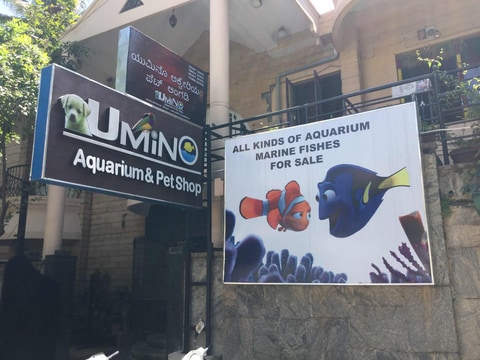 Umino Aquarium Petshop in Jayanagar 7th Block Bangalore Best