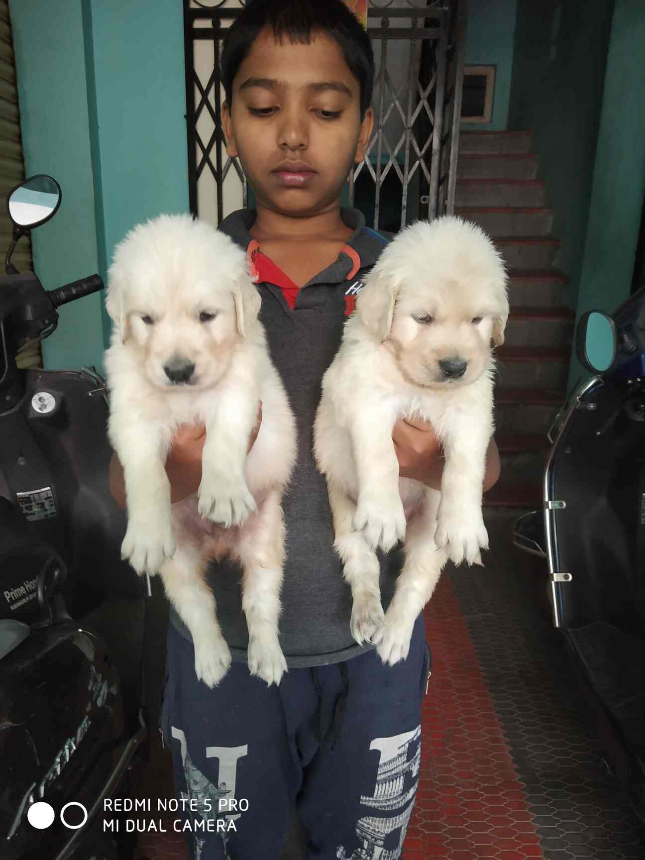 Pets Mart Vijayanagar in Vijayanagar,Bangalore Best Pet Shops in
