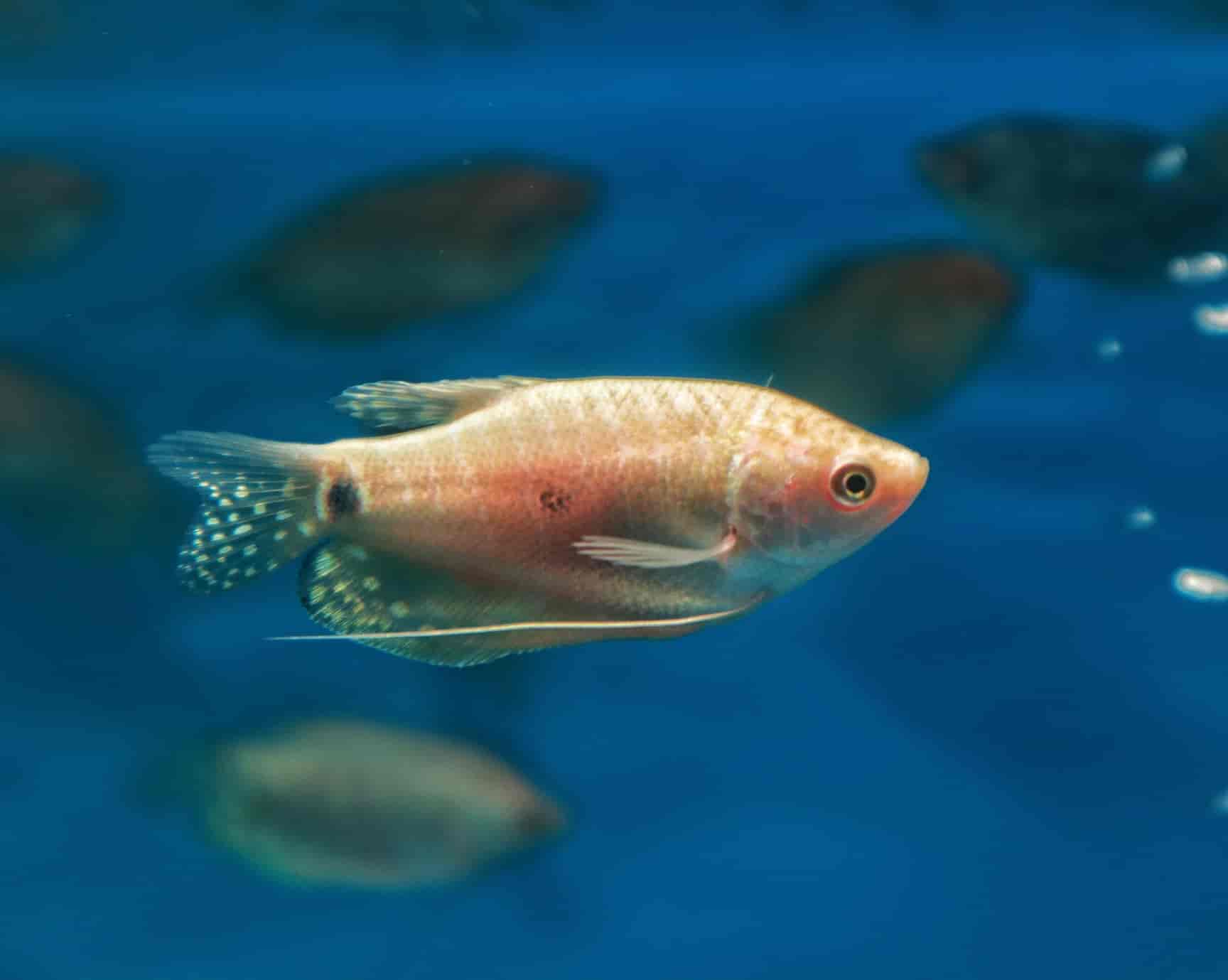 Bengaluru Pet Company in Jeevan Bima Nagar,Bangalore Best Aquariums