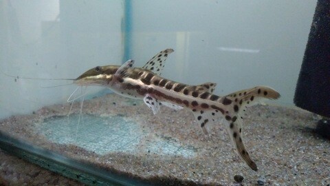Aquatic discoveries top aqua pet shop