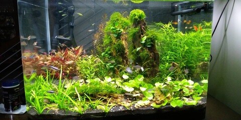 Aquatic discoveries aqua pet shop best sale