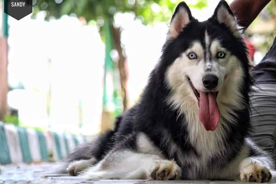 Top 100 Pet Shops For Labrador Dog In Bangalore Best Labrador Dog Dealers Justdial