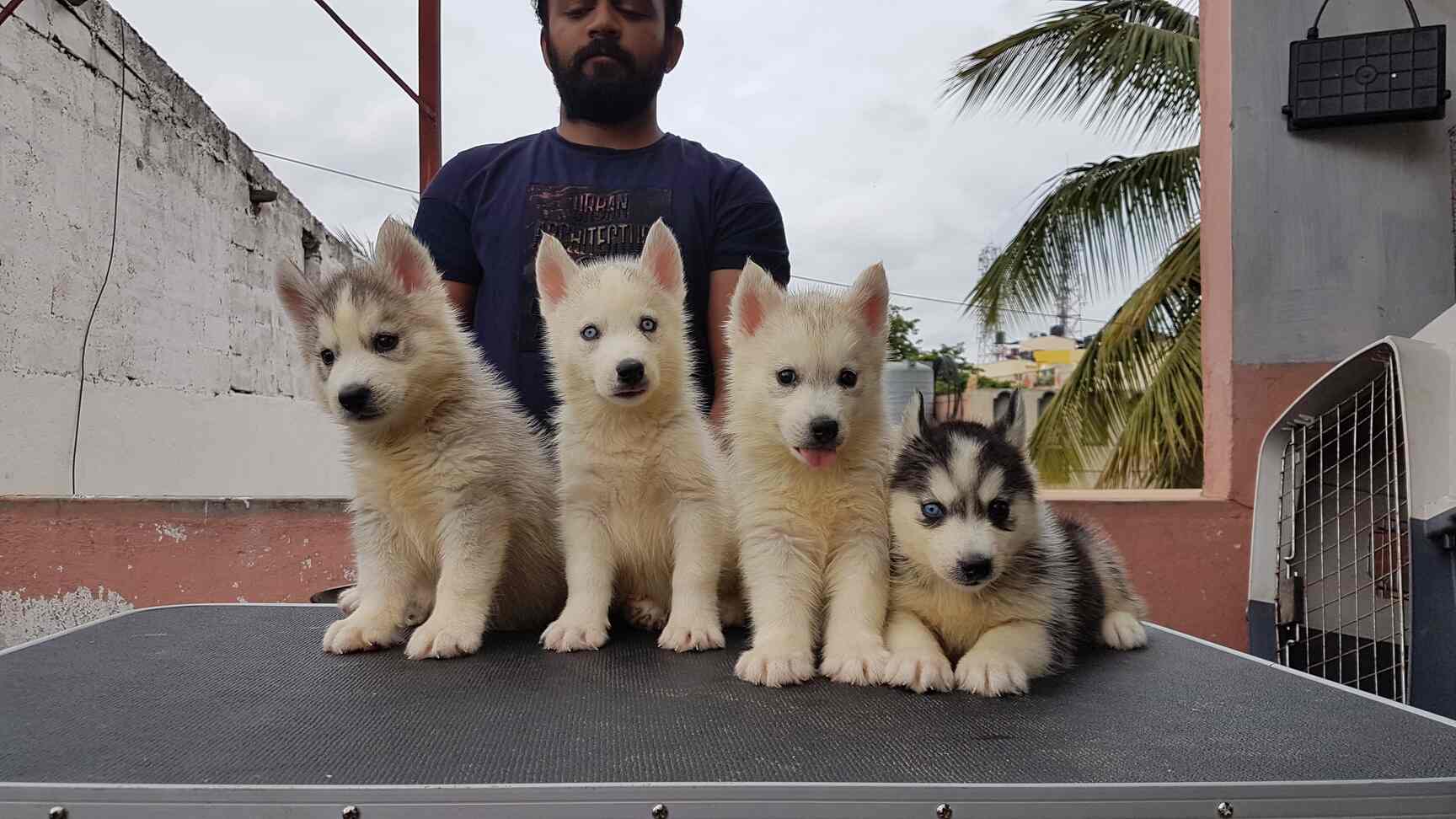 Yash Kennels in Basavanagudi,Bangalore Best Kennel Service in Bangalore Justdial